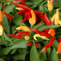 Capsicum Annuum, commonly known as chili pepper,