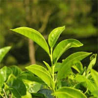 Green Tea Extract is packed with polyphenols 