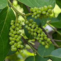 Traditionally used in Ayurvedic medicine, Gymnema